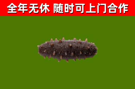 昭通烟酒回收干海参.jpg